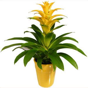 Tropical plant